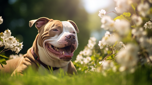 Understanding the Science Behind Pit Bulls' Smiling Faces